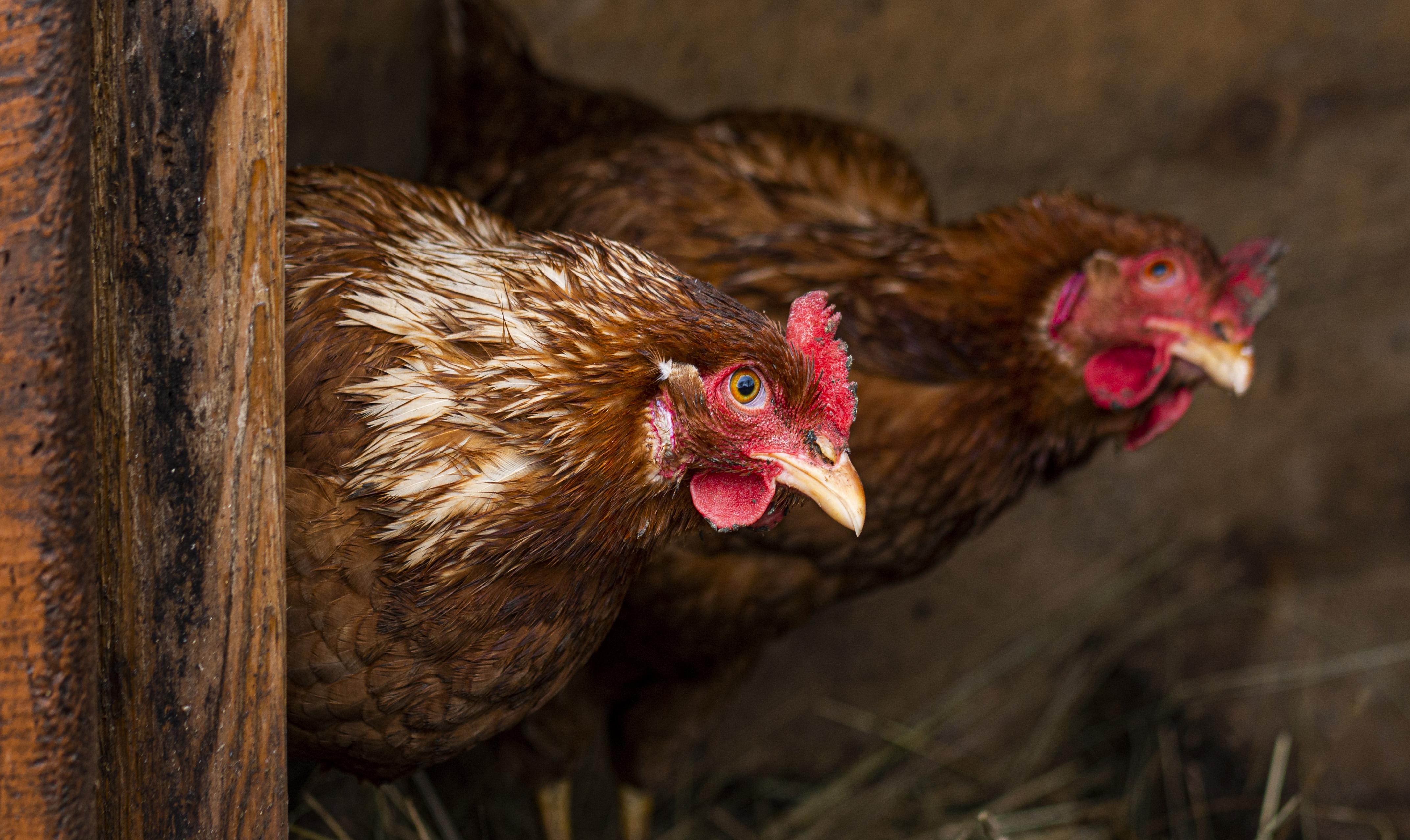 Poultry